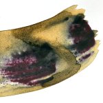 Introduction aux encres végétales