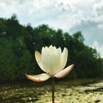 Écrire le végétal